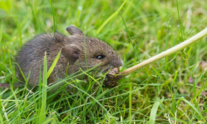 6 июня - Всемирный день борьбы с вредителями