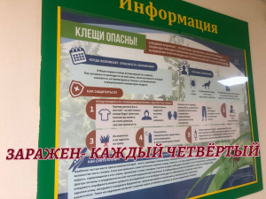 Каждый четвертый клещ заражен инфекцией
