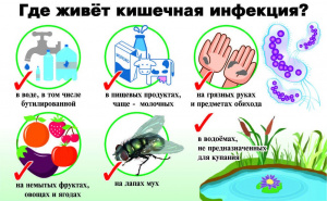             К  вопросу восприимчивости людей к кишечным инфекциям