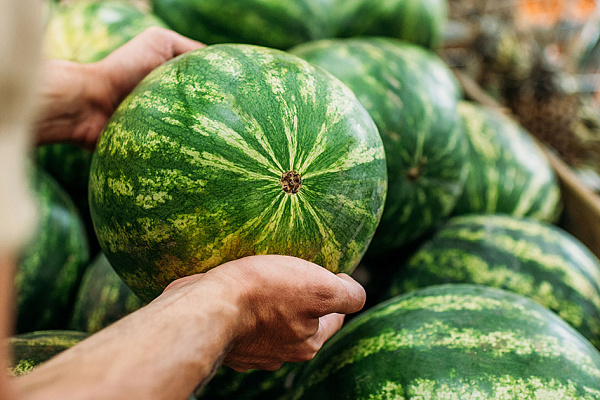 Арбуз: ягода вкусная, но очень коварная. инструкция по употреблению от врача-инфекциониста