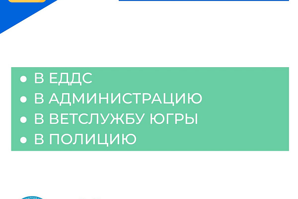 Что делать если укусила собака?