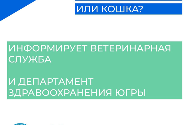 Что делать если укусила собака?